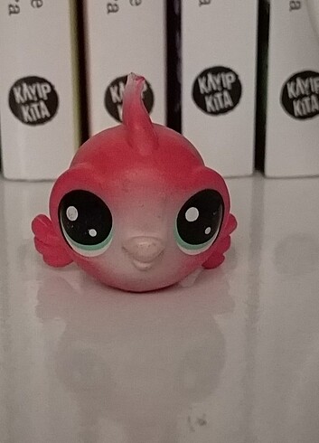 Kırmızı balık orta boy miniş