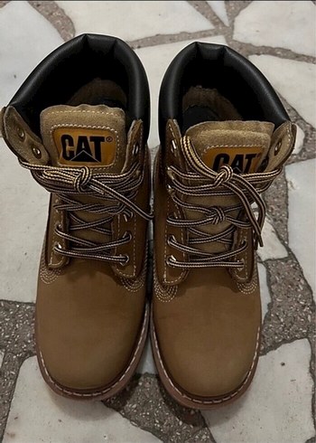Cat 37
