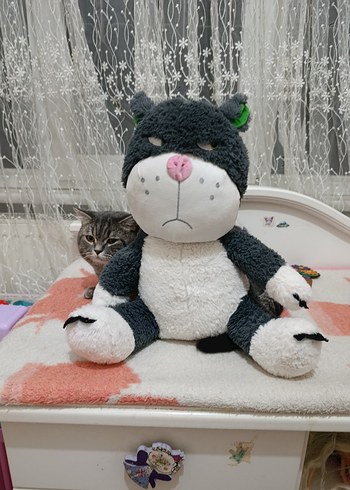 kızgın kedi