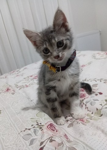 sokak canları için - Görsel 19