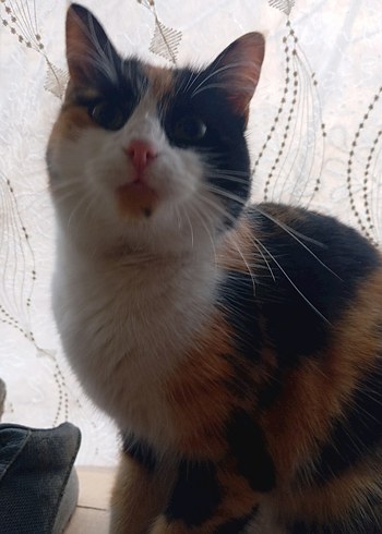 sokak canları için - Görsel 7