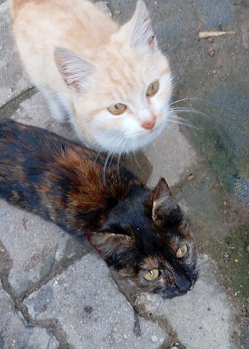 sokak canları için - Görsel 3