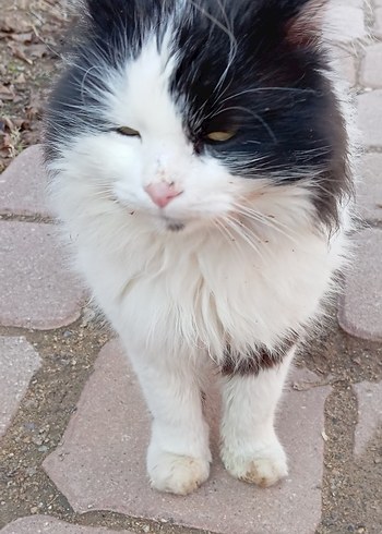 sokak canları için - Görsel 13