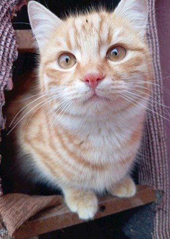 sokak canları için - Görsel 9