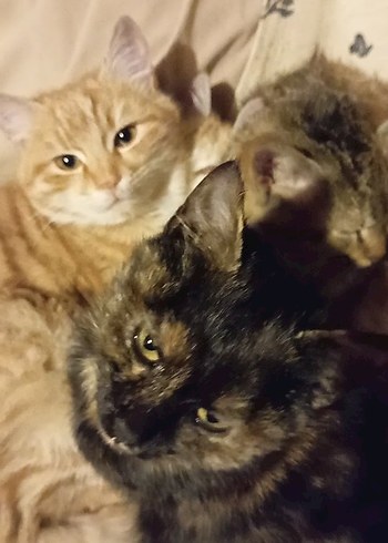 sokak canları için - Görsel 4