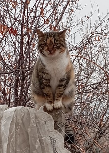 sokak canları için - Görsel 6