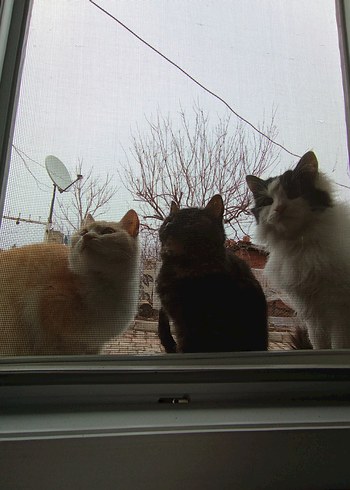 sokak canları için - Görsel 10