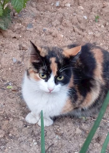 sokak canları için - Görsel 18