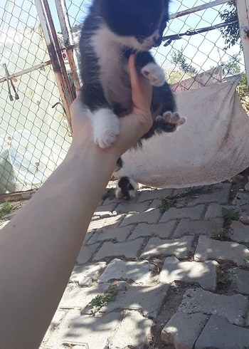 sokak canları için - Görsel 11