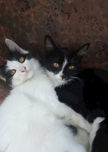 sokak canları için - Görsel 2