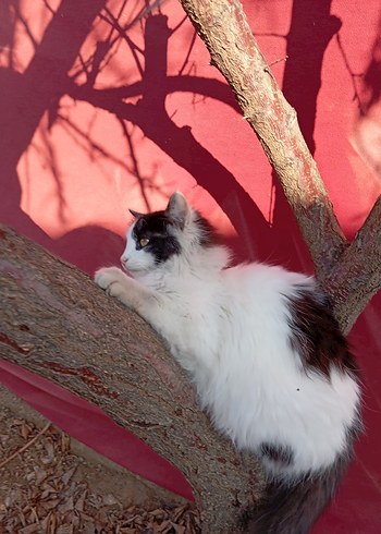 sokak canları için - Görsel 14