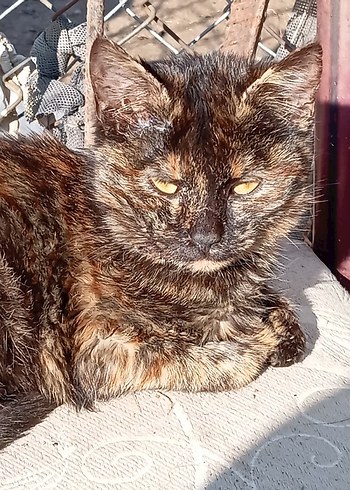 sokak canları için - Görsel 16