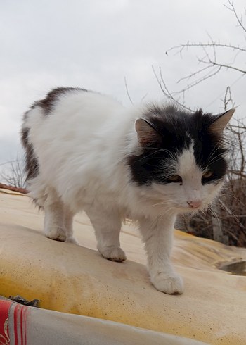 sokak canları için - Görsel 5