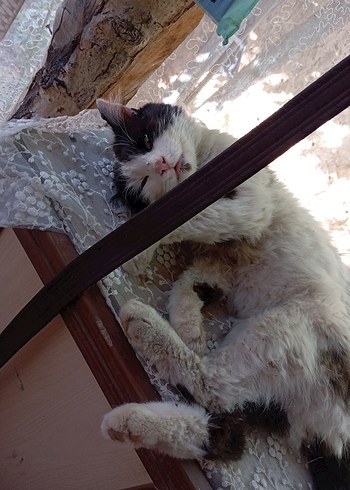 sokak canları için - Görsel 20