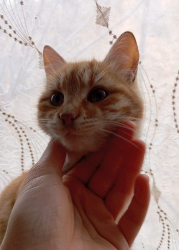 sokak canları için - Görsel 8