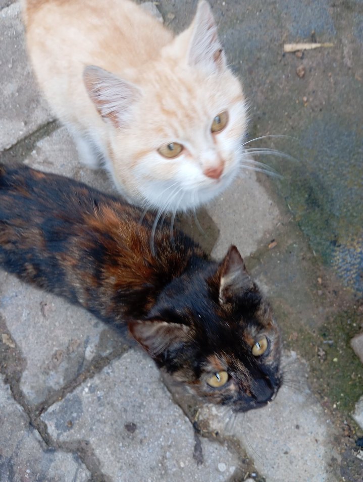 sokak canları için - Görsel 3