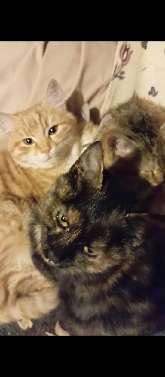 sokak canları için - Görsel 4