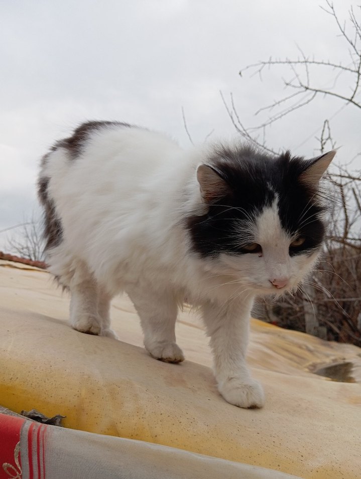 sokak canları için - Görsel 5