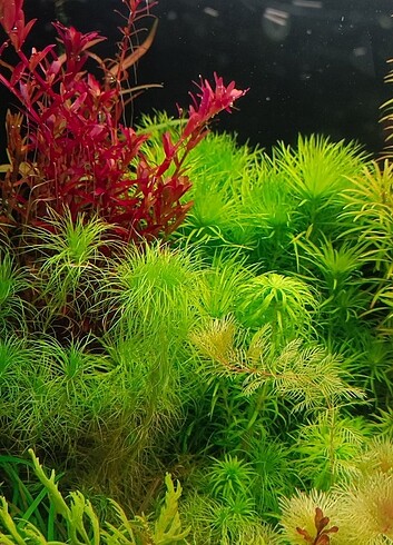 Rotala sinagpur blood red nadir tür akvaryum bitkisi 