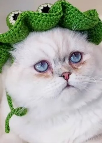 Tasarımcı Nakışlı Yeşil kedi beresi