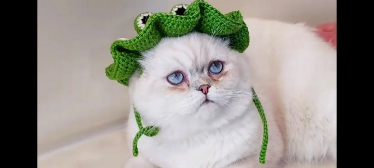 Nakışlı Yeşil kedi beresi - Görsel 2