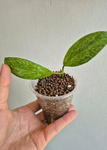 Beden Renkli Yapraklı Küçük Saksı Bitkisi