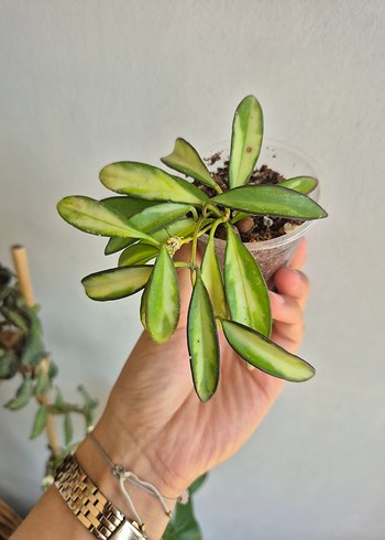 Hoya kentiana variegate özel nadir tür