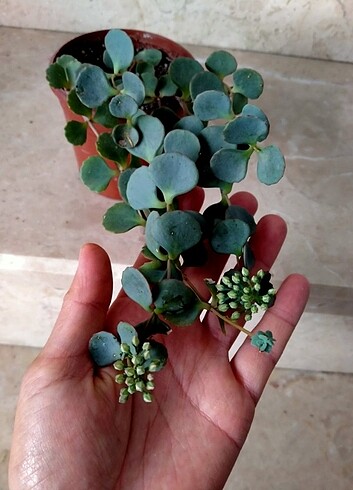 Sedum sieboldii SUKULENT 
