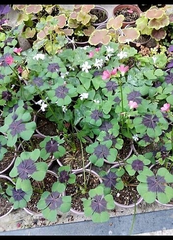 Oxalis iron cross