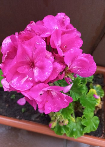 Canlı Pembe Sardunya Çiçeği çelik dal gönderilecek