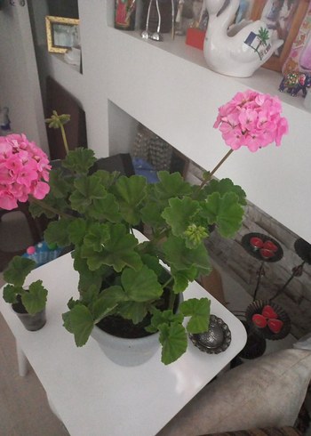 Doğal Pembe Çiçekli Bitki
