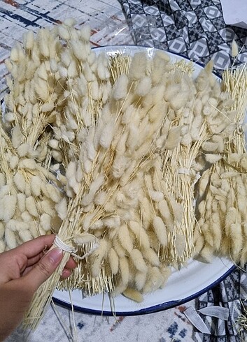Pamuk otu kuru