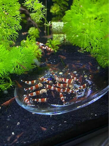 CRS Karides