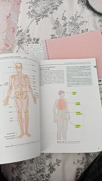  Anatomi kitabi