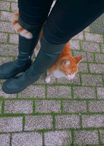 Siyah Dizüstü Çorap Çizme Pull and Bear - Görsel 4