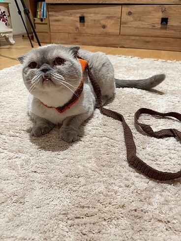 El yapımı kedi tasması - Görsel 5