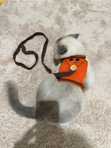 El yapımı kedi tasması - Görsel 4