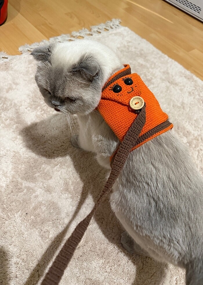 El yapımı kedi tasması - Görsel 2