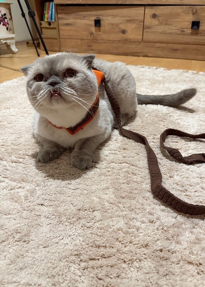 El yapımı kedi tasması - Görsel 5