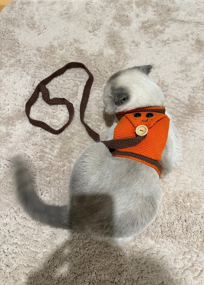 El yapımı kedi tasması - Görsel 4