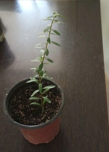Çiçek argan fidanı