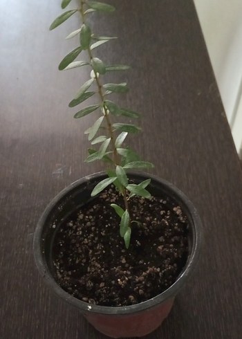 argan fidanı