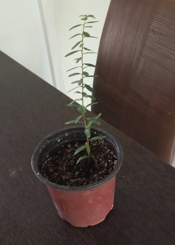 Beden argan fidanı