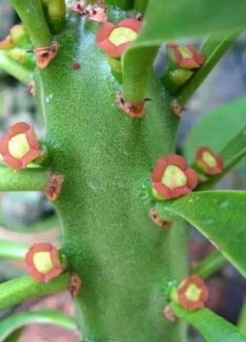  Beden Euphorbia kaktus 