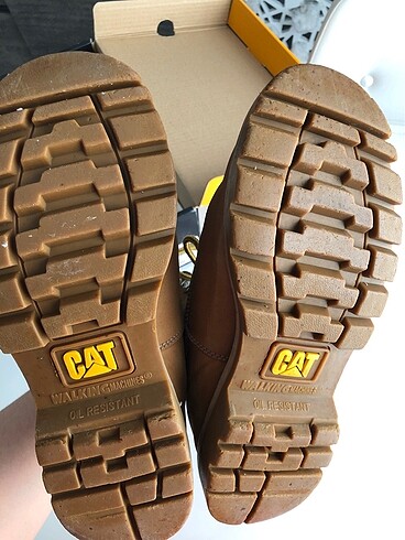 38 Beden Cat Bot