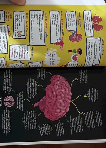 Çocuk Gelişimi 2024 Güncel Kitap - Görsel 6