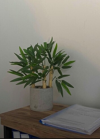  Beden Mini bambu agaci 
