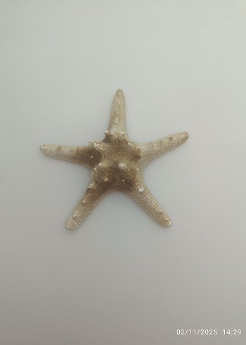 doğal deniz yıldızı