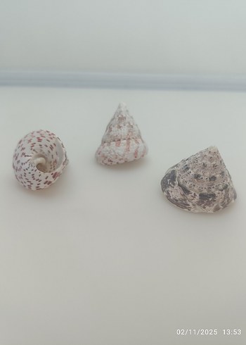 Doğal deniz kabuğu - Görsel 5