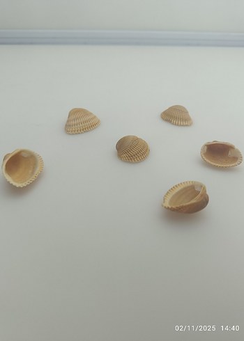 Doğal deniz kabuğu - Görsel 10